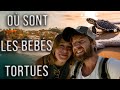 S5 mexique   vlog 2 aujourdhui on cherche les bbs tortues  la puntade puerto escondido