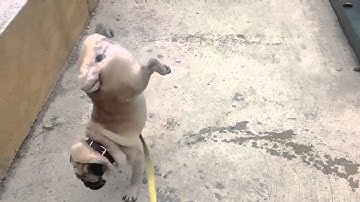 Clip chú chó vừa trồng cây chuối vừa tè bá đạo chưa từng có