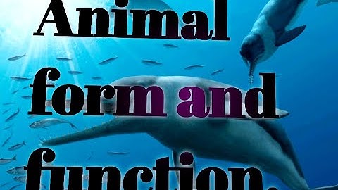 Animal form and function.(Video No - 01)