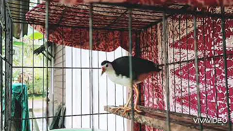 burung wak wak suara merdu