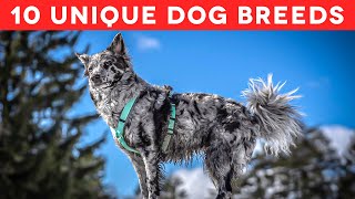 10 Unique Dog Breeds from Around the World: The Perfect Pets for Your Family