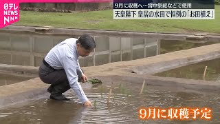 【天皇陛下】皇居の水田で恒例の「お田植え」  9月に収穫へ…宮中祭祀などで使用