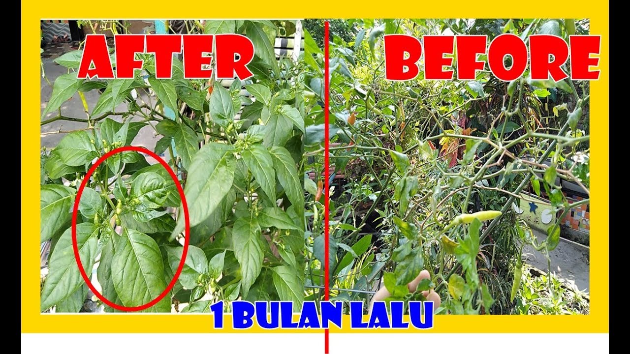 # TIS # AGAR CABE PANJANG UMUR & LEBAT BUAH BERKALI KALI PANEN HINGGA