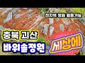 [정원 엔 바위솔]엄청난 바위솔정원 충북괴산군    Sempervivum hens and chicks succulent plant Sempervivum in the garden