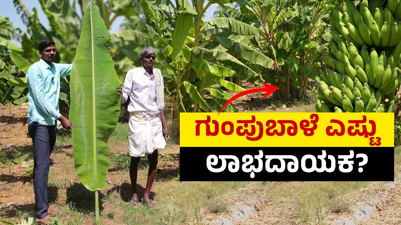 ಗುಂಪು  ಬಾಳೆಯಲ್ಲಿ ಒಂದೊಂದು ಗೊನೆ 20-22 ಕೆಜಿ..!