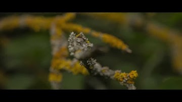 1080p (1880x854) 14-Bit RAW Video on 5D2 Magic Lantern (1080p / 3K) Part1