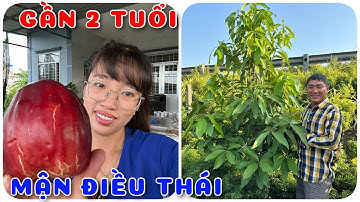 Cây Mận Điều Thái gần 2 tuổi | 0386569374 - Ngọc Ngân Bến Tre | Chuyên cây độc lạ