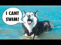 Meeka Learns How To Swim! (SHE DID IT!) 😍 Vlog