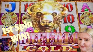 1st Spin Win MAX BET! Buffalo Gold Slot Machine🎰#casino #gambling #slotmachine #buffalo #buffalogold screenshot 5