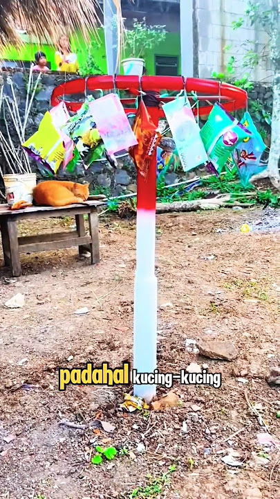 Ketika Kucing Ini Semangat Lomba Panjat Pinang