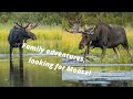 HIKING with the family, looking for MOOSE - WILDLIFE PHOTOGRAPHY