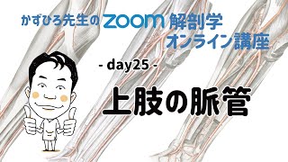 zoom解剖学 day25 循環器系 - 上肢の脈管 解説