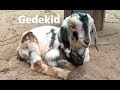 Gedekid