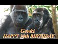 ゲンキ‼︎34歳のお誕生日おめでとう⭐️ゴリラ Gorilla【京都市動物園】Happy Birthday! Genki's 34th birthday today.