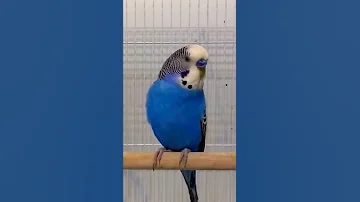 تغريد البادجي للتحفيز Budgie Chant 