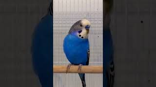 تغريد البادجي للتحفيز  budgie chant