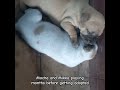Bonding moment between puppy siblings #cutedogs #babydogs #aspins #animalbehavior #dogfamily #shorts