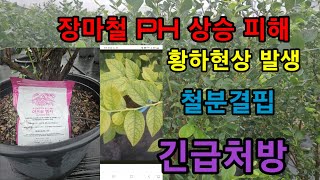블루베리 PH 상승으로 인한피해발생,철분결핍현상 긴급처방.아즈모엠지 관주 #메도우락 전문농장육성 #메도우락 묘목판매(010  8895  4161)