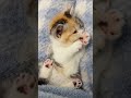 Cute Cat Cat Cuteanimal Cute Cutecat Funny Funnyshorts Funnyvideo Viralvideo Viralreels Cute Cat Cat Cuteanimal Cute Cutecat Funny Funnyshorts Funnyvideo Viralvideo Viralreels