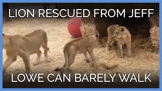 Lion Rescued From Jeff Lowe Can Barely Walk