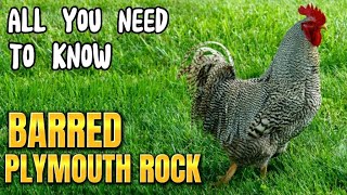 BARRED PLYMOUTH ROCK what you should know before owning one, dual purpose chicken for meat and eggs.