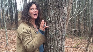 Tree Identification | Chestnut Oak | Wild Abundance