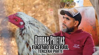 Burras Prietas - Eugenio Becerril III