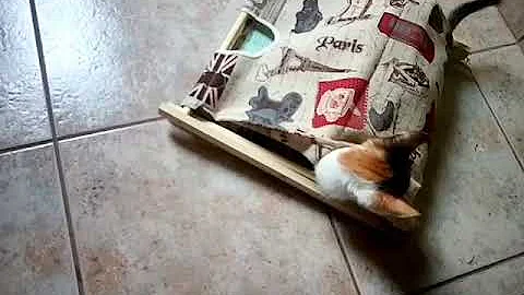 Funny cat 2017