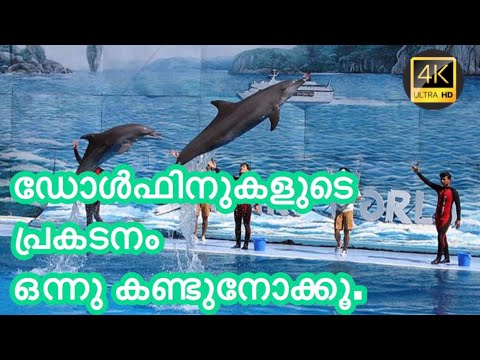 Dolphin & Seal Show at Dubai Dolphinarium 2019- Malayalam vlog