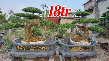 Đôi Long Nam Điền đẹp giá 18tr - Nhà vườn Phong Sơn 0918484837