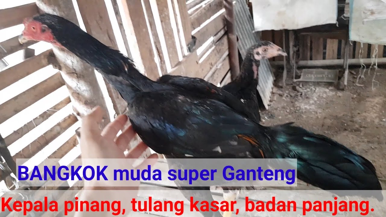 BANGKOK muda super GANTENG.