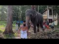 മാമ്പിയും വിഷ്ണുനാരായണനും Mambi and Akkavila Vishnunarayanan Elephant