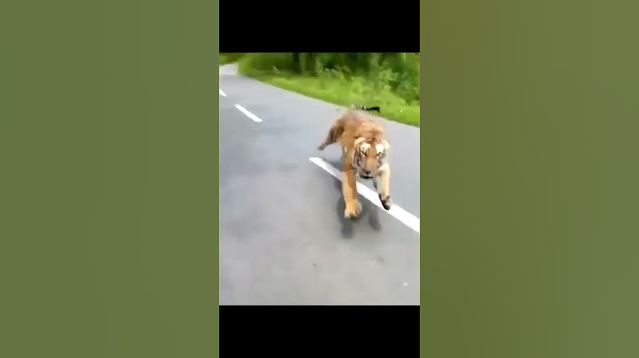 tiger attack