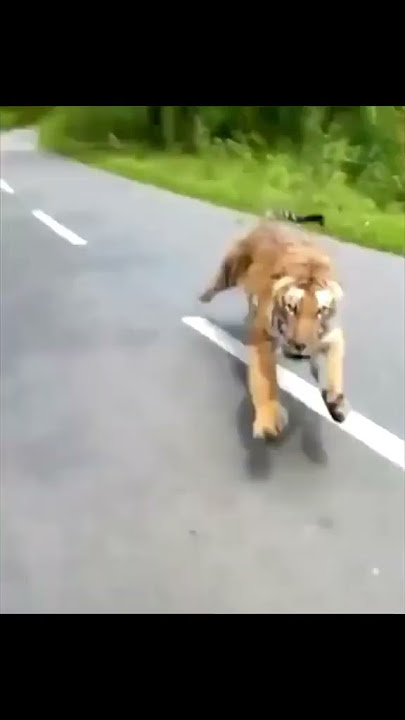 tiger attack