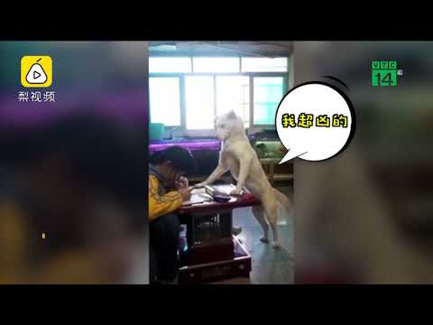 Ông bố Trung Quốc huấn luyện chó đứng canh con gái học bài | VTC14