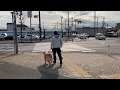 アムロの待て訓練「横断歩道」がだいぶできるようになったので見てほしい!
