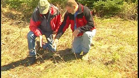 Example of a Translocation Soil Formation Process – Soil Mixing (Pedoturbation) by Ants
