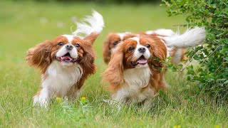 Elegance and CharmThe Cavalier King Charles Spaniel Revealed