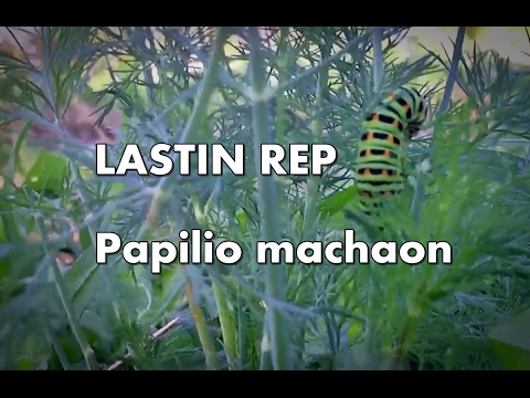 Lastin rep (Papilio machaon) | Centar za zaštitu životinja i prirode "Key"