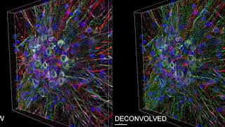 Yokogawa diptych