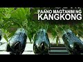 How to grow water spinach i chinese kangkong in pet bottles