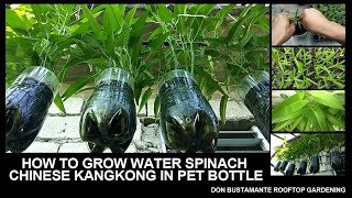 HOW TO GROW WATER SPINACH I CHINESE KANGKONG IN PET BOTTLES