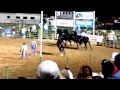 Terrifying Fall, Jason Goodman Percheron Roman Riding, Ogden Pioneer Days 7 20 15