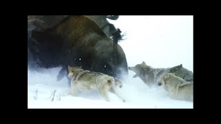 ¿Cómo cazan los lobos MÁS GRANDES del mundo? Lobo negro de Alaska, la peor pesadilla para el bisonte