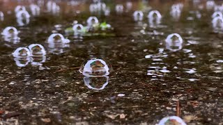 Delicate Balance