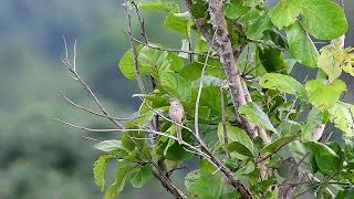 395.Brown Prinia กระจิบหญ้าสีน้ำตาล