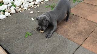 First Big Borks! - Holly The Blue Staffy by Holly The Blue Staffy 2,381 views 2 years ago 24 seconds