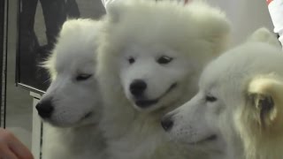 Одесса, 1-е апреля, собаки на Дерибасовской Одесса, 1-е апреля, собаки на Дерибасовской