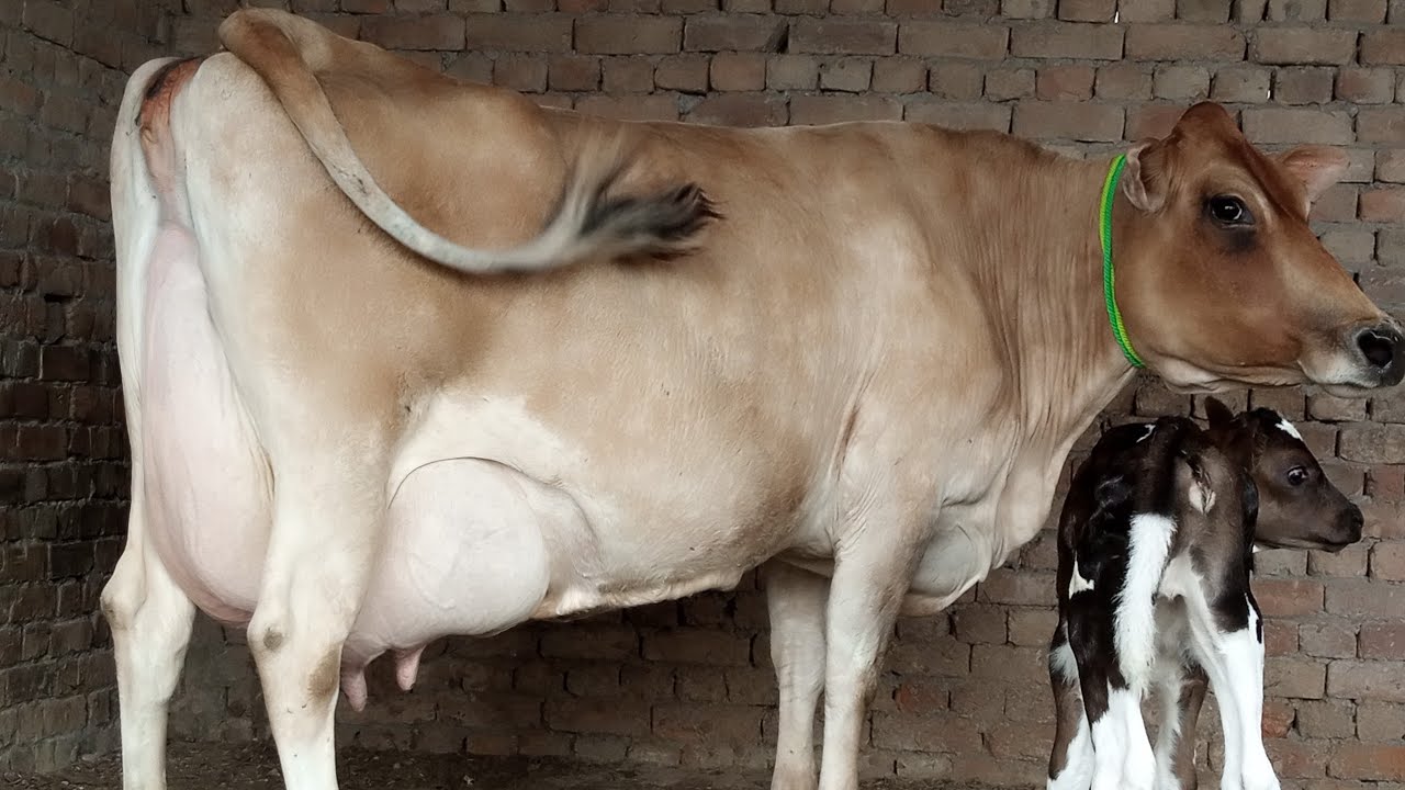 Pure jersey cow for sale on YouTube ll jersey cow for sale in Punjab ll