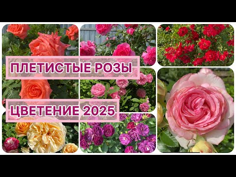 ПЛЕТИСТЫЕ РОЗЫ ЦВЕТЕНИЕ 2025 г Урал 2 3 зона Достижения и неудачи при выращивании роз